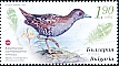 Baillon's Crake Zapornia pusilla  2023 Endangered birds of Bulgaria 