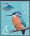 Common Kingfisher Alcedo atthis  2022 Birdpex 