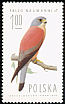 Lesser Kestrel Falco naumanni  1975 Birds of prey 
