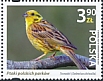 Yellowhammer Emberiza citrinella  2023 Birds of Polish parks 