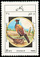 Common Pheasant Phasianus colchicus  1985 Birds 