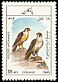 Peregrine Falcon Falco peregrinus  1985 Birds 