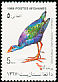 Grey-headed Swamphen Porphyrio poliocephalus  1989 Birds 