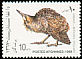 Eurasian Bittern Botaurus stellaris  1989 Birds 