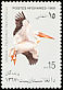 Great White Pelican Pelecanus onocrotalus  1989 Birds 
