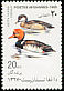Red-crested Pochard Netta rufina  1989 Birds 
