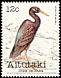 Pacific Reef Heron Egretta sacra  1981 Birds 