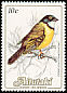 Australian Golden Whistler Pachycephala pectoralis  1984 Birds, countryname white 