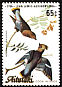 Bohemian Waxwing Bombycilla garrulus  1985 Audubon 