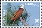 Brahminy Kite Haliastur indus  2018 Birds of prey White frames