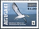 Chatham Albatross Thalassarche eremita