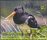 Aitutaki 2022 Birdpex 9 