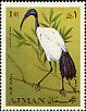 African Sacred Ibis Threskiornis aethiopicus  1969 Birds 
