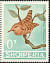 Eurasian Wren Troglodytes troglodytes  1964 Albanian birds 