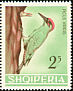 European Green Woodpecker Picus viridis  1964 Albanian birds 