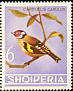 European Goldfinch Carduelis carduelis  1964 Albanian birds 