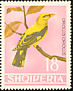 Eurasian Golden Oriole Oriolus oriolus  1964 Albanian birds 