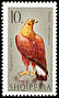 Golden Eagle Aquila chrysaetos  1966 Birds of prey 