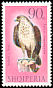 Common Kestrel Falco tinnunculus  1966 Birds of prey 