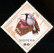 Wallcreeper Tichodroma muraria  1968 Birds 