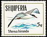 Common Tern Sterna hirundo  1973 Sea birds 