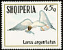 Pallas's Gull Ichthyaetus ichthyaetus  1973 Sea birds 
