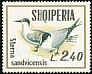 Sandwich Tern Thalasseus sandvicensis  1973 Sea birds 