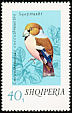 Hawfinch Coccothraustes coccothraustes  1974 Song birds 