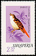 Common Nightingale Luscinia megarhynchos  1974 Song birds 
