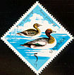 Eurasian Wigeon Mareca penelope  1975 Albanian wildfowl 