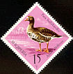 Greater White-fronted Goose Anser albifrons  1975 Albanian wildfowl 