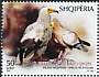 Egyptian Vulture Neophron percnopterus  2022 Endangered species 