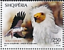 Egyptian Vulture Neophron percnopterus  2022 Endangered species 