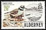 Common Ringed Plover Charadrius hiaticula  1984 Birds 