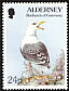 Great Black-backed Gull Larus marinus  1994 Flora and fauna 