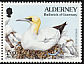 Northern Gannet Morus bassanus  1995 Flora and fauna 