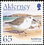 Sanderling Calidris alba