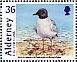 Mediterranean Gull Ichthyaetus melanocephalus  2011 Birds of the Bailiwiks Sheet