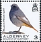 Black Redstart Phoenicurus ochruros