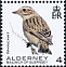 Whinchat Saxicola rubetra  2020 Birds definitives 