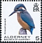 Common Kingfisher Alcedo atthis  2020 Birds definitives 