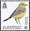 Western Yellow Wagtail Motacilla flava