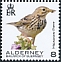 Meadow Pipit Anthus pratensis