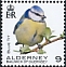 Eurasian Blue Tit Cyanistes caeruleus