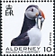 Atlantic Puffin Fratercula arctica