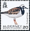 Ruddy Turnstone Arenaria interpres  2020 Birds definitives 