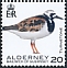 Ruddy Turnstone Arenaria interpres