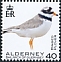 Common Ringed Plover Charadrius hiaticula  2020 Birds definitives 