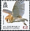 Western Barn Owl Tyto alba  2020 Birds definitives 