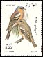 Common Chaffinch Fringilla coelebs  2000 Birds 